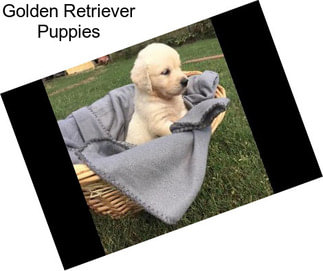 Golden Retriever Puppies