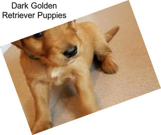 Dark Golden Retriever Puppies