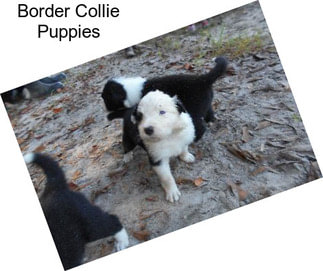 Border Collie Puppies