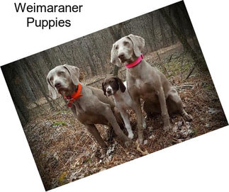 Weimaraner Puppies