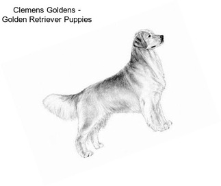 Clemens Goldens - Golden Retriever Puppies