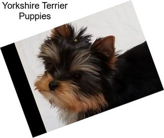 Yorkshire Terrier Puppies