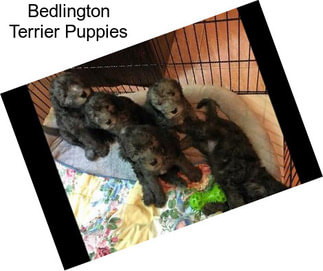 Bedlington Terrier Puppies