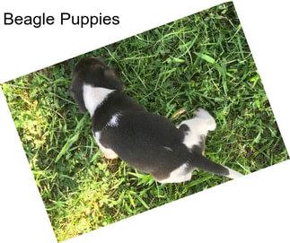 Beagle Puppies