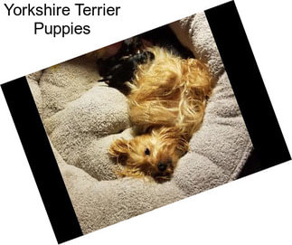 Yorkshire Terrier Puppies