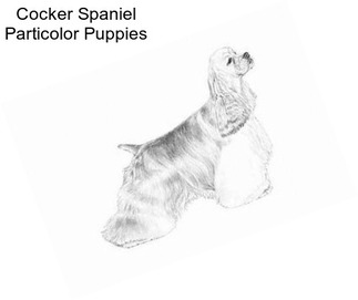 Cocker Spaniel Particolor Puppies