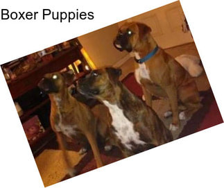 Boxer Puppies