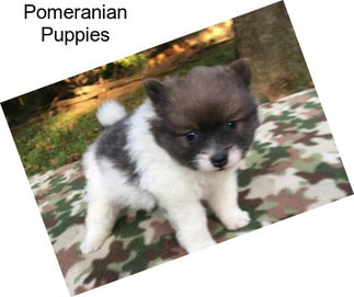 Pomeranian Puppies