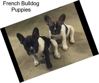 French Bulldog Puppies