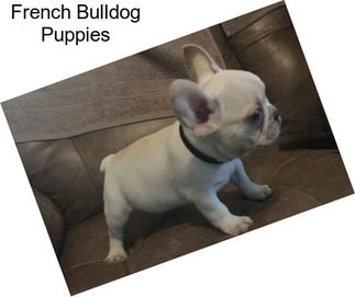 French Bulldog Puppies