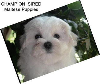 CHAMPION  SIRED Maltese Puppies
