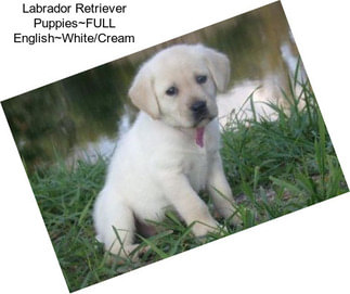 Labrador Retriever Puppies~FULL English~White/Cream