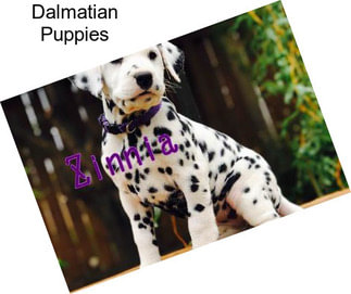 Dalmatian Puppies