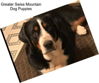 Greater Swiss Mountain Dog Puppies