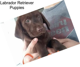 Labrador Retriever Puppies