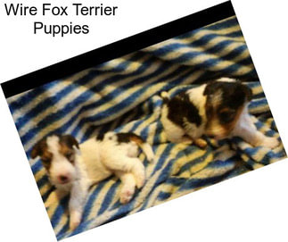 Wire Fox Terrier Puppies