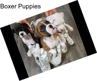 Boxer Puppies