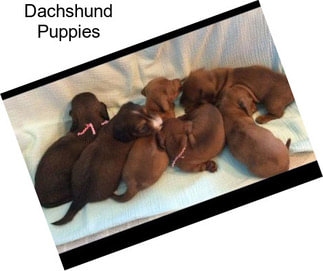 Dachshund Puppies