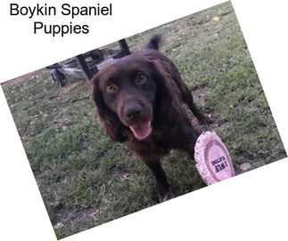 Boykin Spaniel Puppies