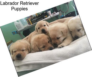 Labrador Retriever Puppies