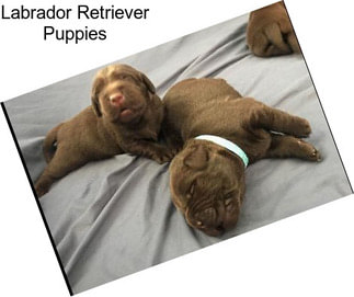 Labrador Retriever Puppies