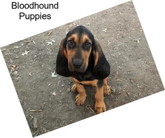 Bloodhound Puppies