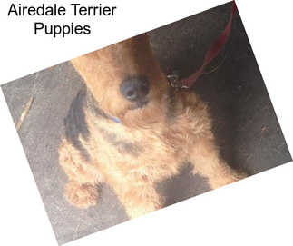 Airedale Terrier Puppies