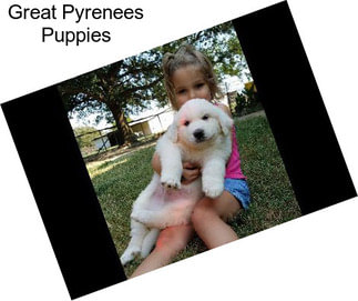 Great Pyrenees Puppies