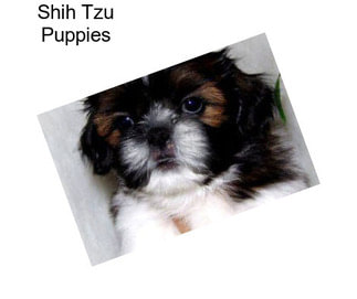 Shih Tzu Puppies