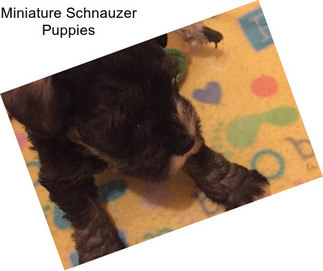 Miniature Schnauzer Puppies