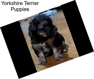 Yorkshire Terrier Puppies