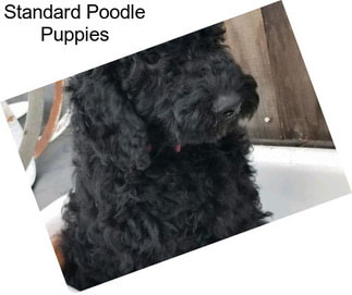 Standard Poodle Puppies