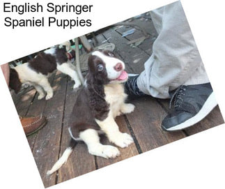 English Springer Spaniel Puppies