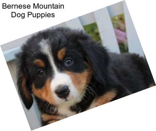 Bernese Mountain Dog Puppies