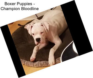 Boxer Puppies - Champion Bloodline