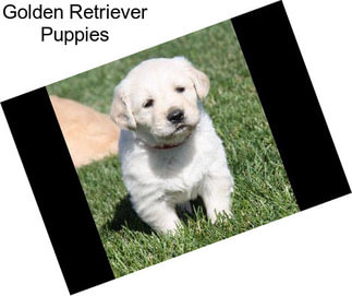 Golden Retriever Puppies