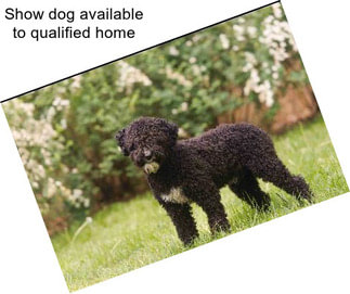 Show dog available to qualified home