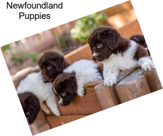 Newfoundland Puppies