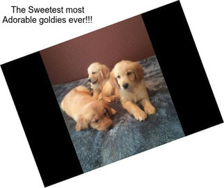 The Sweetest most Adorable goldies ever!!!