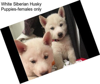 White Siberian Husky Puppies-females only