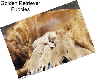 Golden Retriever Puppies