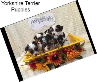 Yorkshire Terrier Puppies