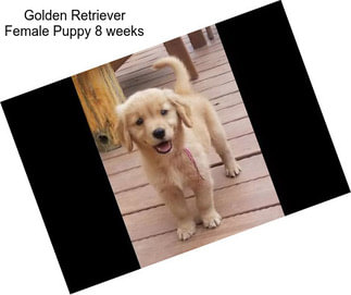 Golden Retriever Female Puppy 8 weeks