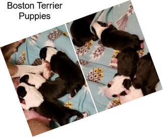 Boston Terrier Puppies