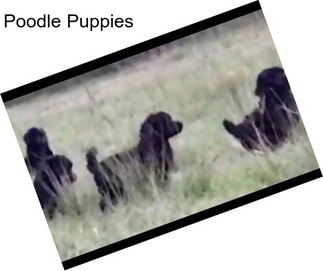 Poodle Puppies