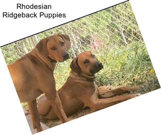 Rhodesian Ridgeback Puppies