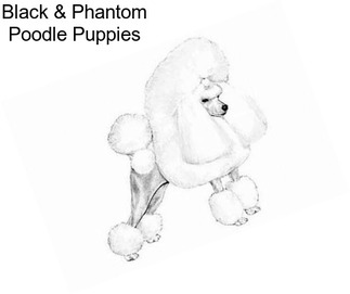 Black & Phantom Poodle Puppies
