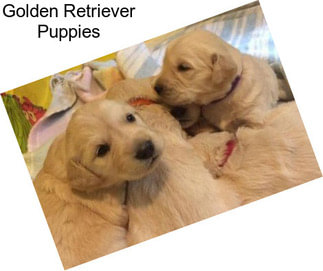 Golden Retriever Puppies