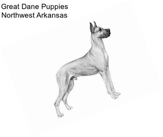 Great Dane Puppies Northwest Arkansas