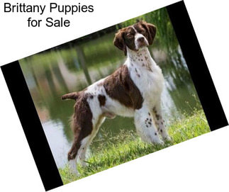 Brittany Puppies for Sale